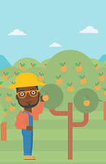 Image showing Farmer collecting oranges.