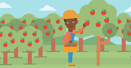 Image showing Farmer collecting apples.