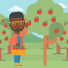 Image showing Farmer collecting apples.