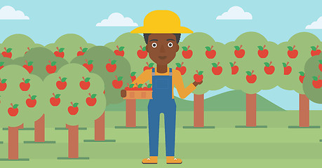 Image showing Farmer collecting apples.