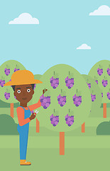 Image showing Farmer collecting grapes.