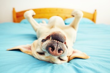 Image showing Dog is lying on the bed 