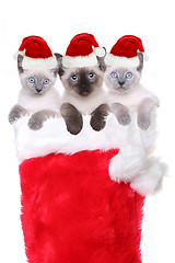 Image showing Kittens in a Stocking Wearing Santa Hats