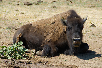 Image showing Buffalo