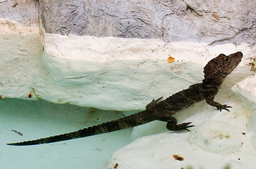 Image showing Baby Alligator