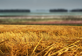 Image showing hay straw stack on field