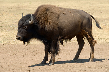 Image showing Buffalo