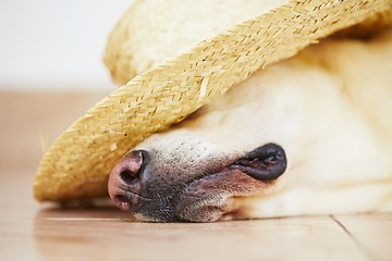 Image showing Dog with straw hat