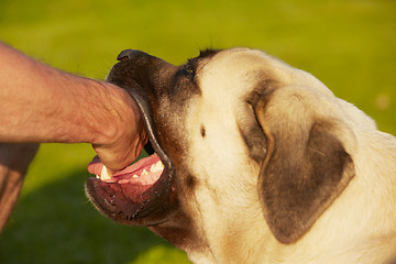 Image showing Dog bite