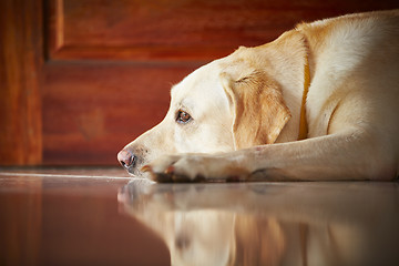 Image showing Dog at home