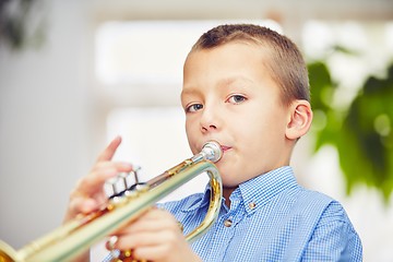 Image showing Little trumpeter