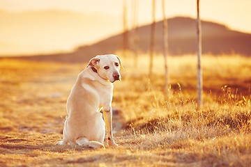 Image showing Dog at the sunset