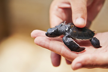 Image showing Newborn of turtle