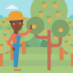 Image showing Farmer collecting oranges.