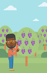 Image showing Farmer collecting grapes.