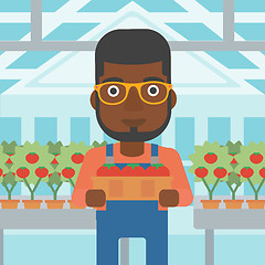 Image showing Farmer collecting tomatos.