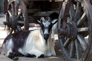 Image showing Goat resting under old cart