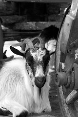 Image showing Goat resting under old wooden cart