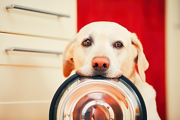 Image showing Dog is waiting for feeding.