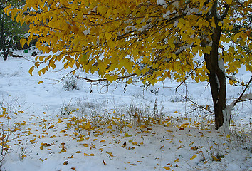 Image showing First Snow