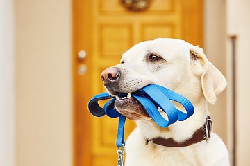 Image showing Dog with leash