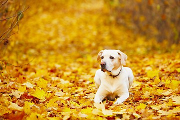 Image showing Dog in autumn