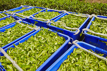 Image showing Leaves of tea in boxes