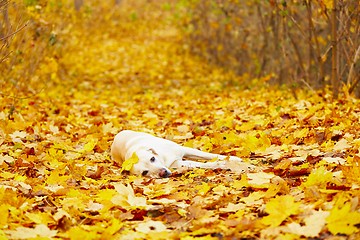 Image showing Dog in autumn