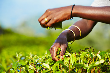 Image showing Tea plantation