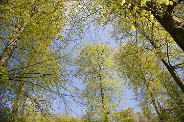 Image showing Spring forest