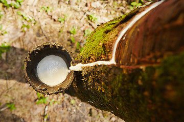 Image showing Rubber tree