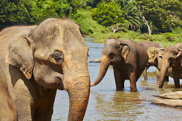 Image showing Elephants