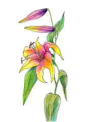 Image showing Hand drawn flower of lily 