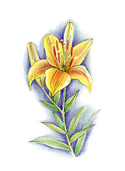 Image showing Hand drawn flower of lily 