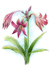 Image showing Watercolor flower of lily 