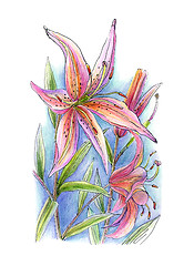 Image showing Flower of lily 