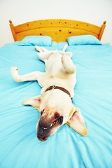 Image showing Dog is lying on the bed 