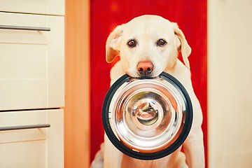 Image showing Dog is waiting for feeding.