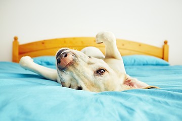 Image showing Dog is lying on the bed 