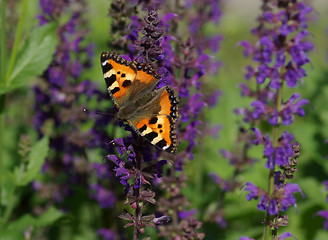 Image showing Beautiful butterfly on a flower