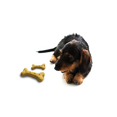 Image showing Dachshund with treat