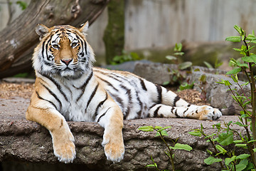 Image showing Tiger