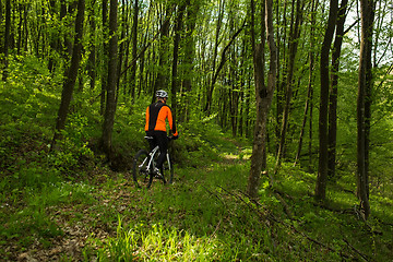 Image showing Biker on the forest road