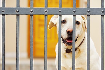 Image showing Dog behind the fence