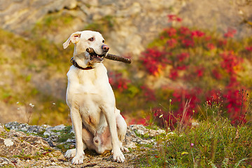 Image showing Dog with stick