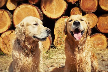 Image showing Two golden retriever dogs