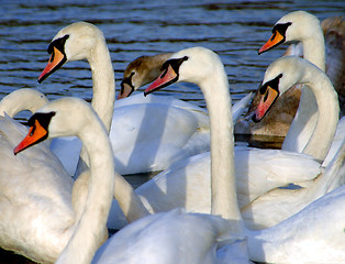 Image showing Swans