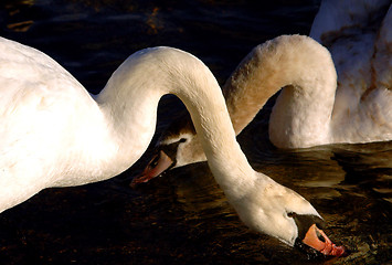 Image showing Swans