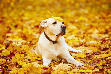 Image showing Dog in autumn