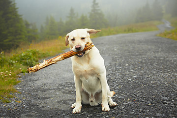 Image showing Dog with stick